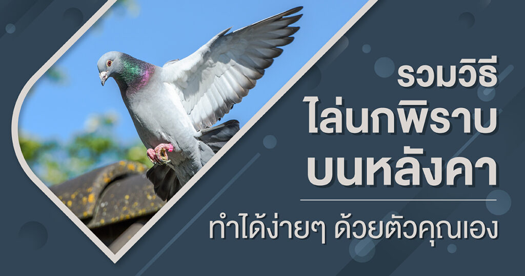 วิธีกำจัดนกพิราบบนหลังคาในราคาประหยัด